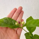 Jasminum Sambac in Ceramic Pot - Jasminum Sambac