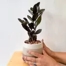 Dark-leafed Zanzibar Gem ZZ plant in a two-tone ceramic pot, held by hands wearing rings.