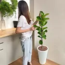 Woman tends to a tall banyan tree plant in a white pot.