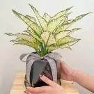 White Aglaonema Plant - Aglaonema Plant