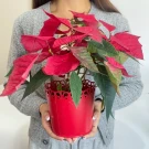 Person holding a vibrant red poinsettia plant in a decorative red pot.