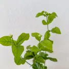 Jasmine Tree in Ceramic Pot - Jasmine tree in ceramic pot