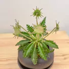 Dorstenia Foetida Indoor Plant - Dorstenia