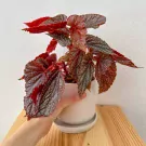 Begonia Benigo Pink - Begonia benigo pink