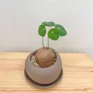 Stephania Erecta Office Plant - Stephania Erecta Office Plant