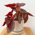 Begonia Benigo Pink - Begonia benigo pink