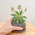 Dorstenia Foetida Indoor Plant - Dorstenia