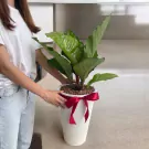 Anthurium Renaissance Plant - 90cm