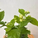 Jasmine Tree in Ceramic Pot - Jasmine tree in ceramic pot