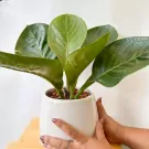 Anthurium Jenmanii Money Tree plant in a white pot, held by two hands.