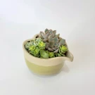 Heart-shaped planter with pastel green and cream glaze holding assorted green and pink succulents.