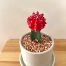 Red grafted cactus in a white pot with pebbles, on a wooden surface.