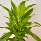 Dracaena sanderiana in ceramic pot - Dracaena Sanderiana