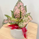 Pink Aglaonema Plant - Pink Aglaonema