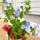 Close-up of a potted blue plumbago plant with delicate light blue flowers and vibrant green leaves, adorned with a red "FOR YOU" ribbon.