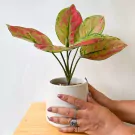 Red Aglaonema plant in a white pot held by hands, with green and red variegated leaves.