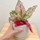 Pink Aglaonema Plant - Pink Aglaonema