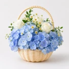 Blue hydrangeas, white roses, and daisies in a woven basket, on a white background.