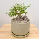 Premna Variegated Wealth Plant - Premna