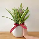 Matchstick Bromeliad Flowering Plant - 35cm