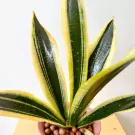 Variegated snake plant with green and yellow striped leaves, some with water droplets, in a pot of brown pebbles.