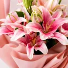 Lily 4