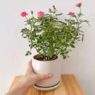 Miniature Pink roses in a Ceramic pot - miniature pink roses