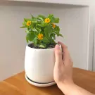 A hand holds a white ceramic pot with a Golden Button Flower plant with yellow blooms on a wooden surface.