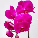 Unity in Purple Orchid - Unity in Purple