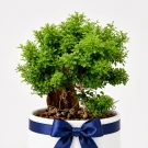 Murraya paniculata bonsai plant in a light gray pot with green foliage and exposed roots.