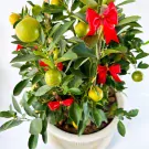 Potted citrus plant with green leaves, ripening oranges, and red bows.