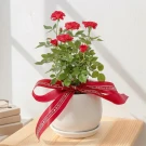 Miniature Red Rose Plant - miniature red roses