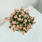 Pink Elephant Bush plant with small pink and cream flowers and green leaves.