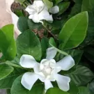 Close-up of a gardenia plant with vibrant green leaves and a delicate white blossom.