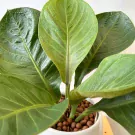 Close up of lush green Anthurium Jenmanii leaves with detailed veins, potted in brown pebbles.