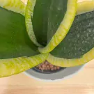 Sansevieria Black Superba Plant - Superba Plant