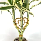 Lucky bamboo plant with green and yellow variegated stalks shaped into a heart with gold wire accents.