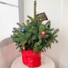 A small, undecorated live Christmas tree in a red pot, with a few small ornaments.