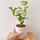 Jasmine Tree in Ceramic Pot - Jasmine tree in ceramic pot