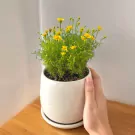 Yellow Daisy Flower Plant - 25cm