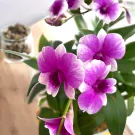 Close-up of a vibrant Dendrobium Yaya Victoria orchid with purple and white petals.