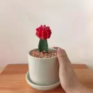 A vibrant red grafted cactus in a white pot, held by a person's hand.