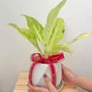 Aglaonema Lucky Potted Plant - Aglaonema Lucky Potted Plant
