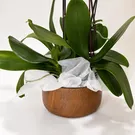 Majestic Orchids Vase 2