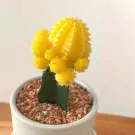 Yellow grafted cactus with small pups in a white pot with peach-colored gravel.