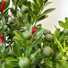 Close-up of a kumquat tree with many small green fruits and red ribbons.