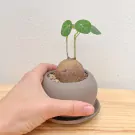 Stephania Erecta Office Plant - Stephania Erecta Office Plant