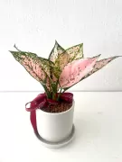 Aglaonema-neon - Aglaonema neon