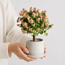 Pink Elephant Bush Plant 3