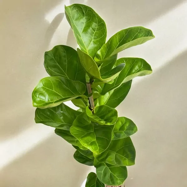 Fiddle leaf fig plant with large green leaves and a light-colored background.